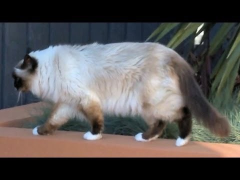 Birman Cat with Loud Meow Explores My Garden - PoathTV Funny Cat Video - PoathCats