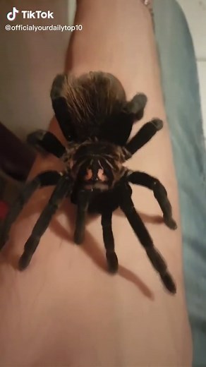 Here are the 5 biggest spiders on earth! #YourDailyTop10 #Biggest #Spiders