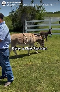 Little Elmo made his entrance into the world at the auction. His mom, Betty—a miniature donkey we were already planning to save—went into labor the day before she was supposed to go through the ring and just like that, we were watching Betty try to deliver a baby donkey right there on-site. After we got them both out safely on Sunday, everything seemed fine. Both were breathing normal, no temps, eating, all the things that would never throw an alarm. It wasn’t until about 5 days post auction tha