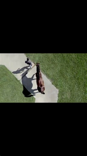 💎 RC ME LEAVING YOU 💎 Check out this incredible stallion before the special offer ends! Click here to see RCMLY stallion profile https://loom.ly/gvVtkOU #stallionesearch #rcmly #aqhastallions | Stallionesearch.com