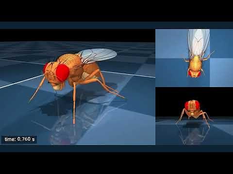 Artificial intelligence brings a virtual fly to life (multicam view)