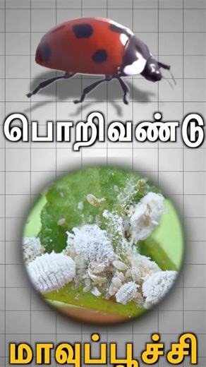 Control Pest is biological method #agrifuture #fruitfarming #mrplantation #cropmanagement #agrimax