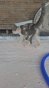 Cuddly Calico Duo You Can't Resist 🐱💕 | Tabby Paws