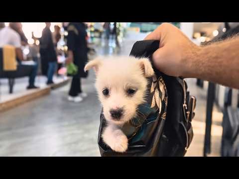 Stray puppy was starving and terrified in the trash, now she’s my white angel