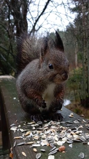 European red squirrel eating sunflower seeds #squirrel #feedingsquirrels #redsquirrels #wildlife