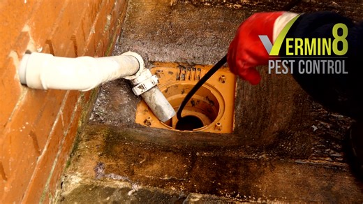 2.5K views · 12 reactions |  0113 403 4994  www.vermin8.co.uk  info@vermin8.co.uk | Vermin8 Pest Control | Facebook