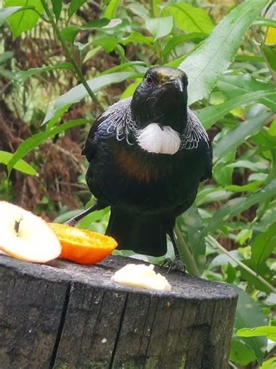 Te Rangi Tui eating banana