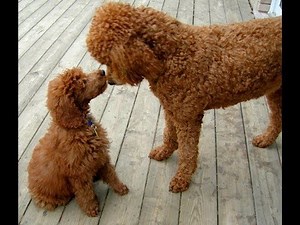 Funniest And Cutest Poodle Videos 2017 - Funny Dogs Compilation