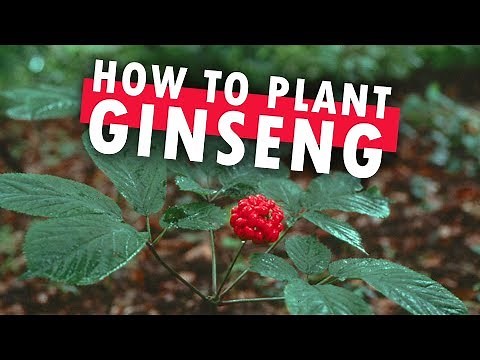 How to Plant Ginseng at Home