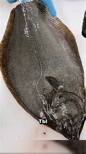 ты не сможеь его съесть#islamicreels #islamicviralvideo #интересное #creatorsearchinsights #жывотные