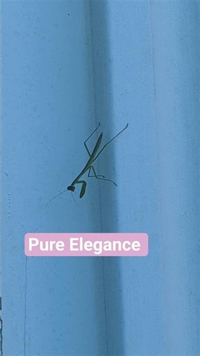 Pure Elegance: A Praying Mantis Chilling on the Wall 🦗✨ #cuteanimals #natureanimal