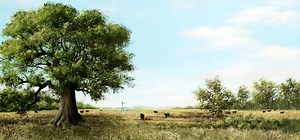 La leyenda del ombú