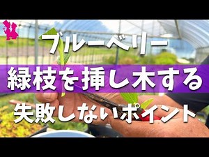 【ブルーベリー】新梢・緑枝を挿し木で増やすポイント/旧枝挿しの現状