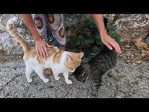 Two male cats living in the same area love each other very much