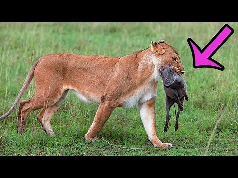 5 Moments Lion Eating Baby Animals