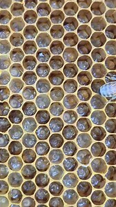 9.5K views · 123 reactions | Worms for creating queen bees. | Phary BeeKeeper | Facebook