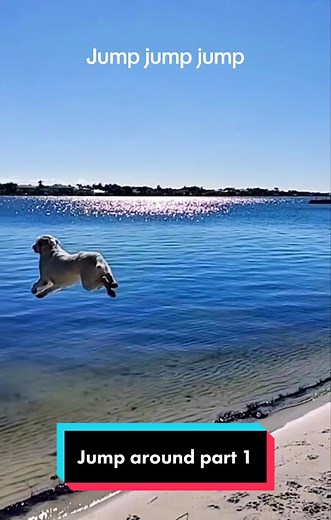 Funny dogs jumping 🐶🐕🐾🐩😂🤣. #funnyvideos #funnydogsoftiktok #dogs