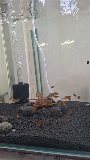 Ember tetras – small and easy to care for in a small fish tank.