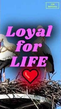 Storks The Truth Behind the Baby Myth 🐣 #theearthnetwork