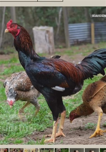 Indio Gigante Chickens: Rare Breed Reveal on the Farm