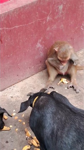 handicapped monkey eating banana with Goat #animallovers #animallife #money #moneymindset #viralpost