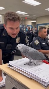 Max never stay calm 🤣🤣 #grayparrot #talkingbird #talkingparrot #funnybirds #funnypetvideos #funnypets #petlovers #funnyparrot #funnybirdvideos | Talk With Max
