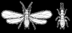 Zoraptera - Alchetron, The Free Social Encyclopedia