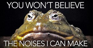 33 Noises That Will Make You Question What You Know About Frogs | OutdoorHub