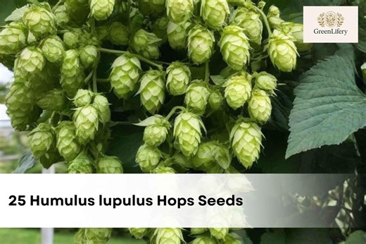 25 Humulus Lupulus Hops Seeds | Brewing Hops Vine | Perennial Climbing Plant | Easy to Grow - Etsy