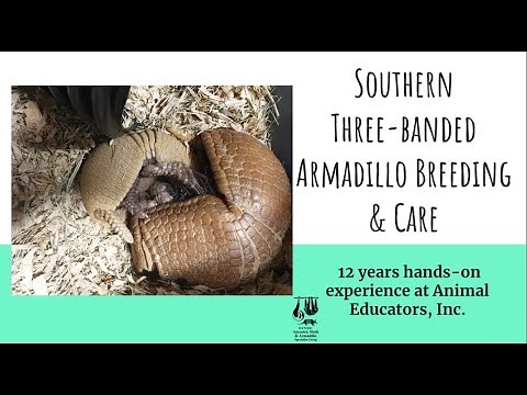 Southern Three-Banded Armadillo Breeding & Care