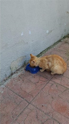 kediler #cats #animals