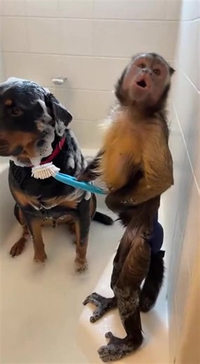 Le singe chante comme un roi de la fête !