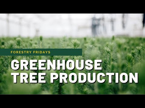 Greenhouse Tree Production
