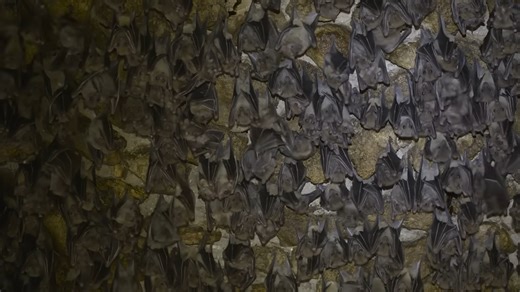 Watch what happens when hundreds of bats are suddenly discovered