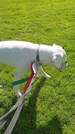 Mabel The White Boxer Wins Again Best Of Best @ Llanidloes Dog Show! #boxerdog #whitedog #dogshow