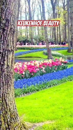 Beauty of Keukenhof | Tulip world | Netherlands tour