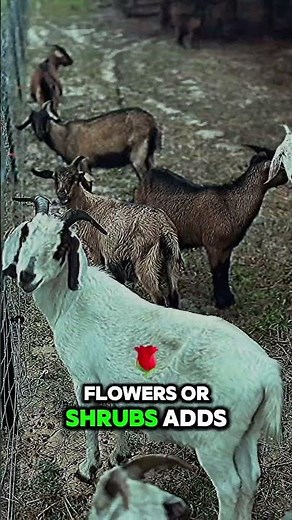 Amazing Goat Facts You Didn't Know About Their Unique Habits and Traits 🐐 #GoatFacts #AnimalLovers