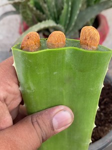 how to grow almond in pot at home #garden #viral #fyp #foryoupage #plants