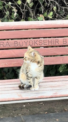 Cat Sitting on a Bench