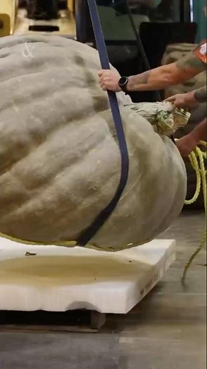 The ‘Super Bowl’ for Giant Pumpkins and Watermelons