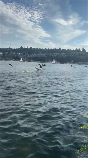 Amazing view #seattle #shorts