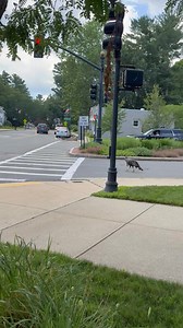 Bob the Turkey is back in Wellesley Lower falls & more dramatic than ever (thanks to Elizabeth Cohen for sharing video) | The Swellesley Report (Wellesley, Mass.)