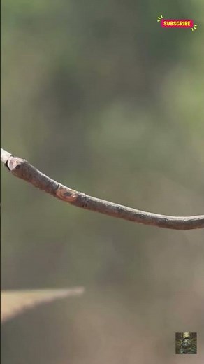 The Chestnut-Headed Bee-Eater's Insect Hunt #birds
