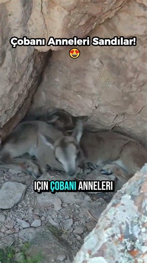 Çobanı Anneleri Sandılar! 😍