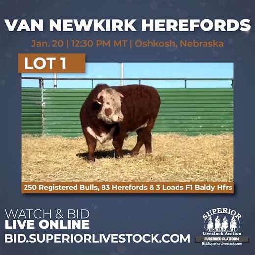 Join us for the Van Newkirk Herefords 52nd Annual Bull Sale tomorrow! 📅 When: Monday, January 20th 📍 Where: Oshkosh, NE (or online at bid.superiorlivestock.com!) Superior Productions is excited to broadcast this incredible auction featuring: 👉 250 Registered Bulls 👉 83 Herefords & 3 Loads F1 Baldy Heifers. 💻 Can’t make it in person? No problem! Watch sale videos and register to bid at bid.superiorlivestock.com. Don’t miss your chance to secure top genetics from Van Newkirk Herefords for you
