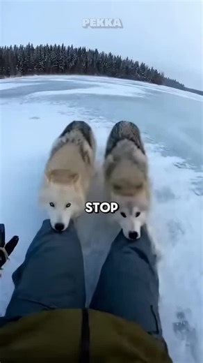 these wolves tried attacking me then this happened #dog #fyp | dog