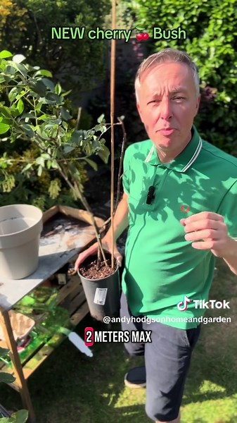 Grow Cherry Bushes for Sweet Fruit Without Trees