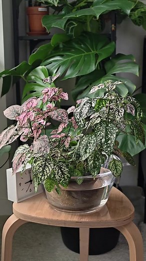 Essential Tips for Watering Calathea Plants