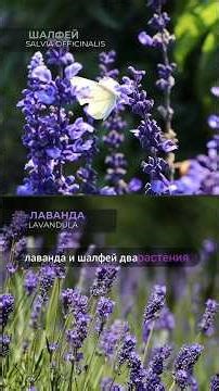 Дуэт лаванды и шалфея