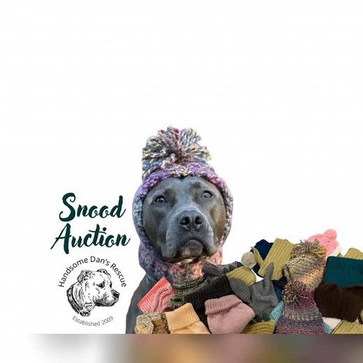 Get a snood🧣 to keep your dog’s neck warm, while raising 💰 for homeless dogs! #dogrescue #dogs #dog #7 | Handsome Dan's Rescue for Pit Bull Type Dogs